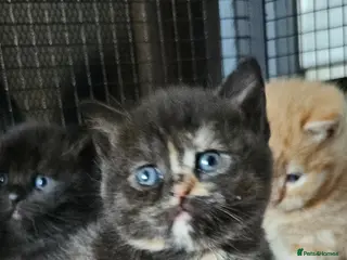 British Shorthair cats Beautiful British shorthair kittens 😸 - Advert 14