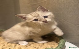 Ragdoll cats for sale: Adorable Ragdoll X Snow Bengal Kittens - Advert 27