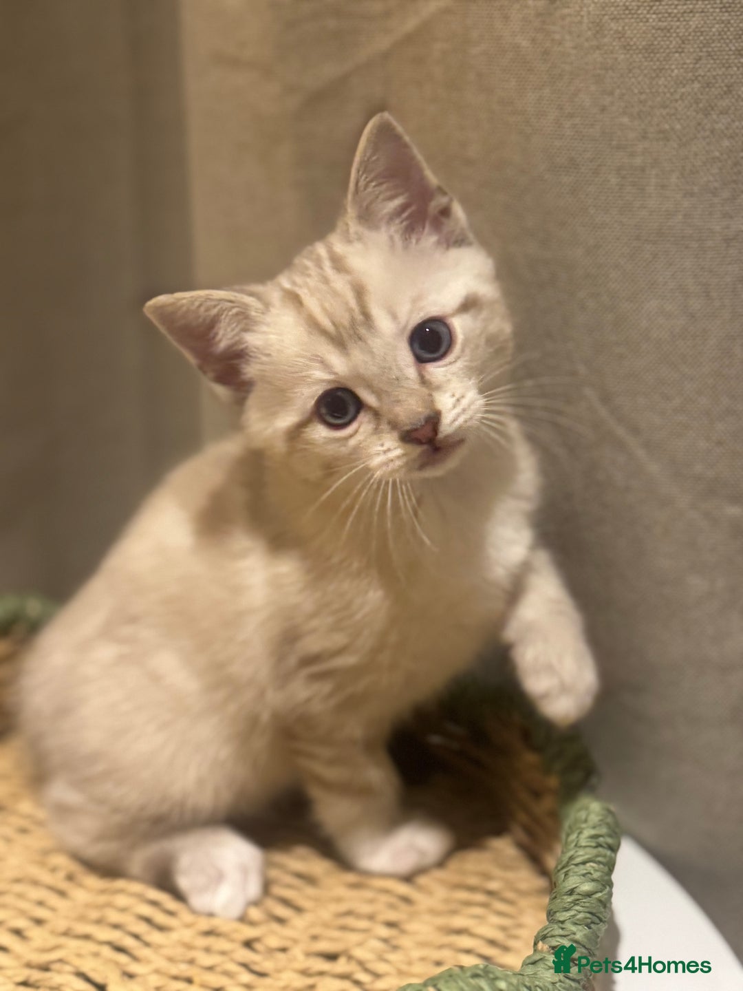 Ragdoll cats for sale: Adorable Ragdoll X Snow Bengal Kittens - Advert 27
