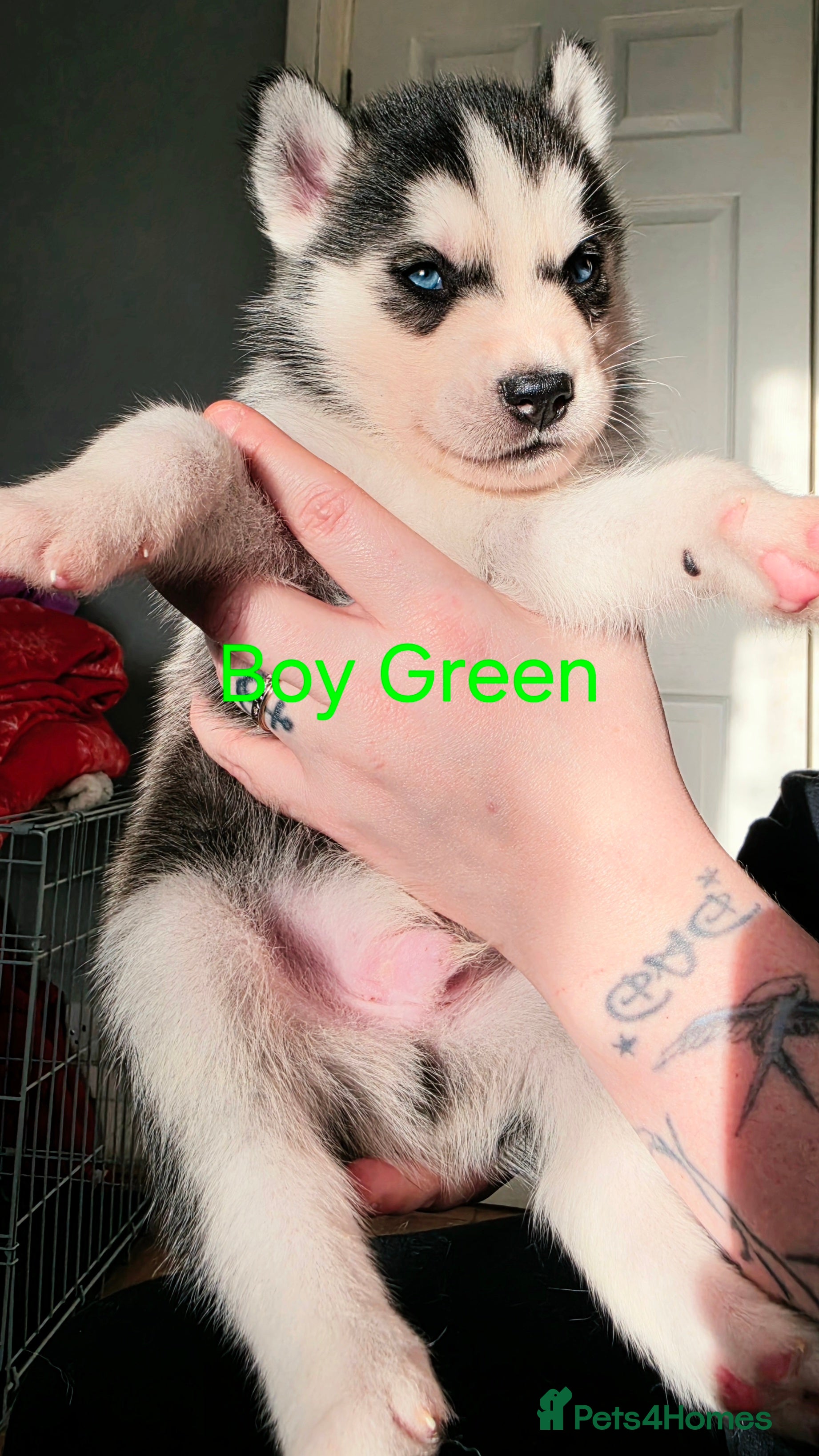 Siberian Husky dogs 8 Siberian Husky puppies Born Friday 13th February - Advert 2