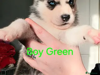 Siberian Husky dogs 8 Siberian Husky puppies Born Friday 13th February - Advert 2