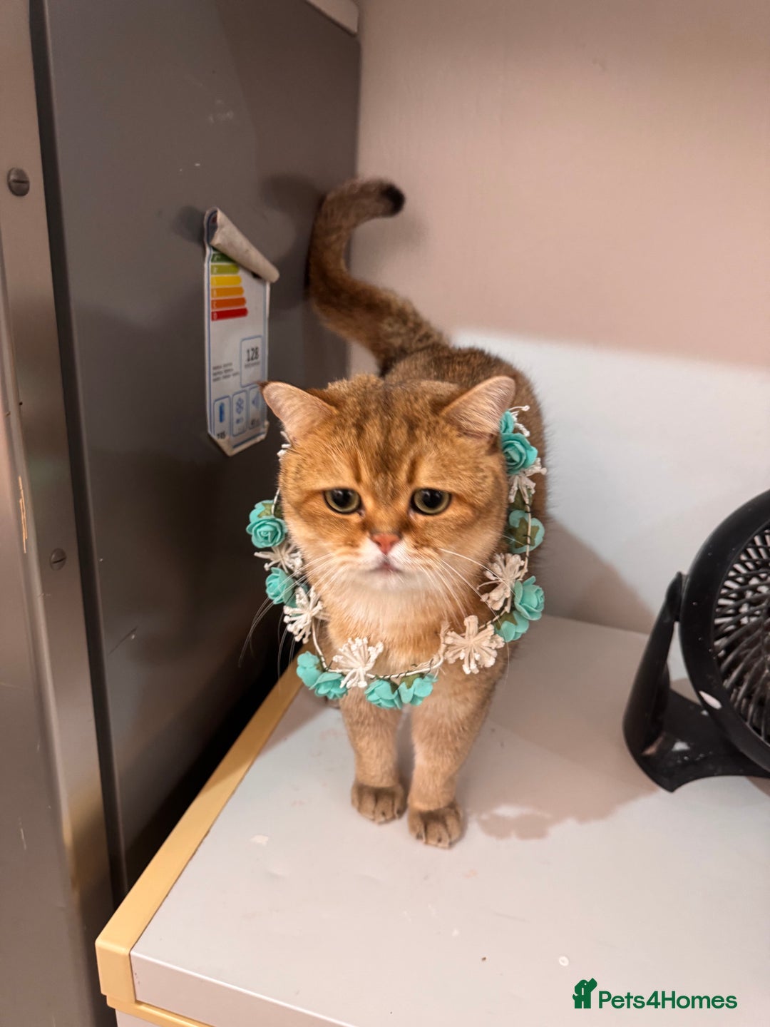 British Shorthair cats for sale: Two life long partners need their forever home - Image 2