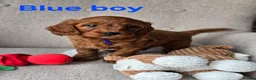 Cavapoo dogs for sale: MiniatureF1B💥DNAHealthTestedParents💥FamilyRaised - Advert 11