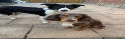 Mixed Breed dogs for sale: Cocker cross Collie puppies in Gosport - Advert 2
