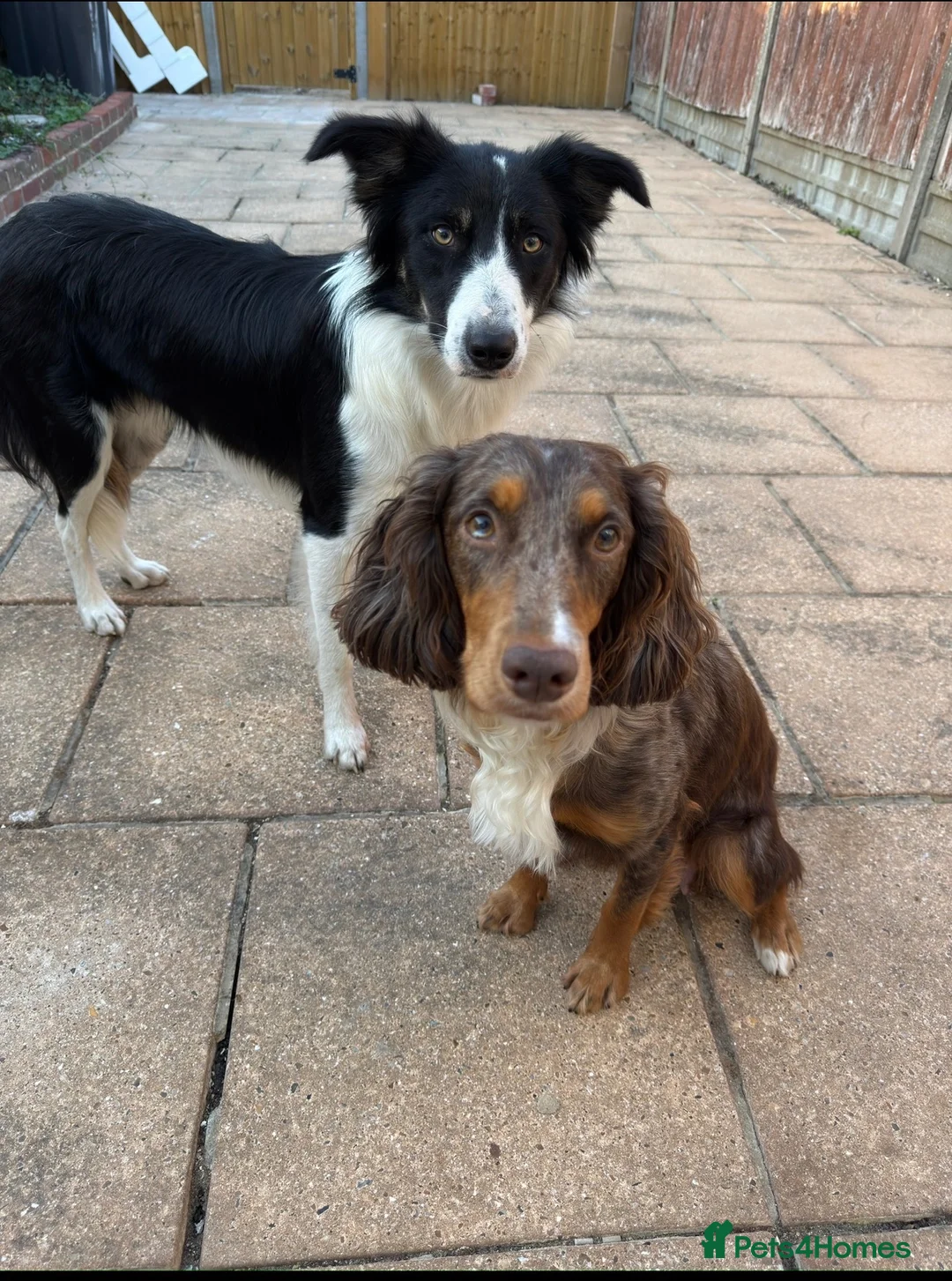 Mixed Breed dogs for sale: Cocker cross Collie puppies in Gosport - Advert 2