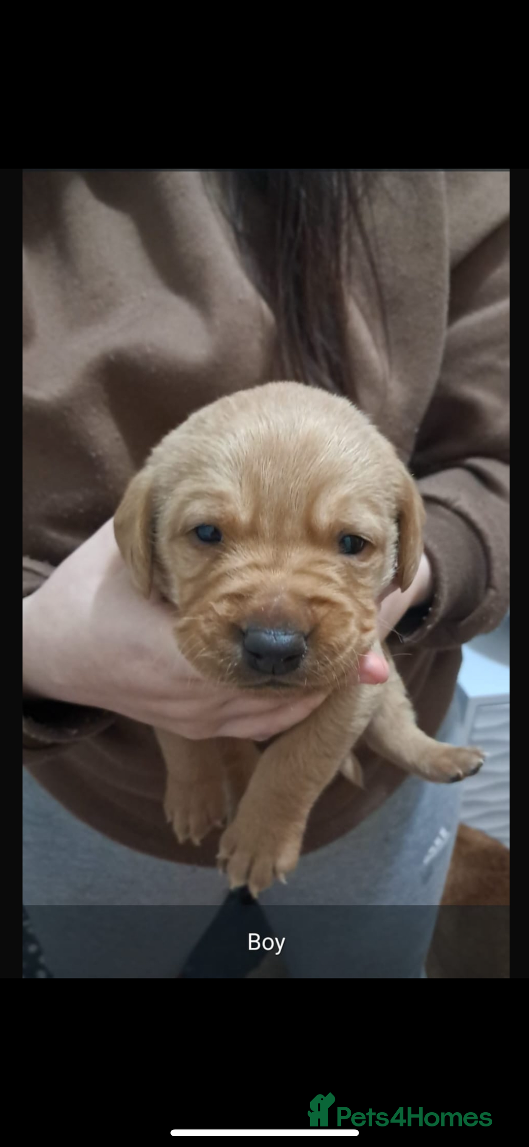 Labrador Retriever dogs for sale: Litter of 8 Labrador puppies  - Advert 12