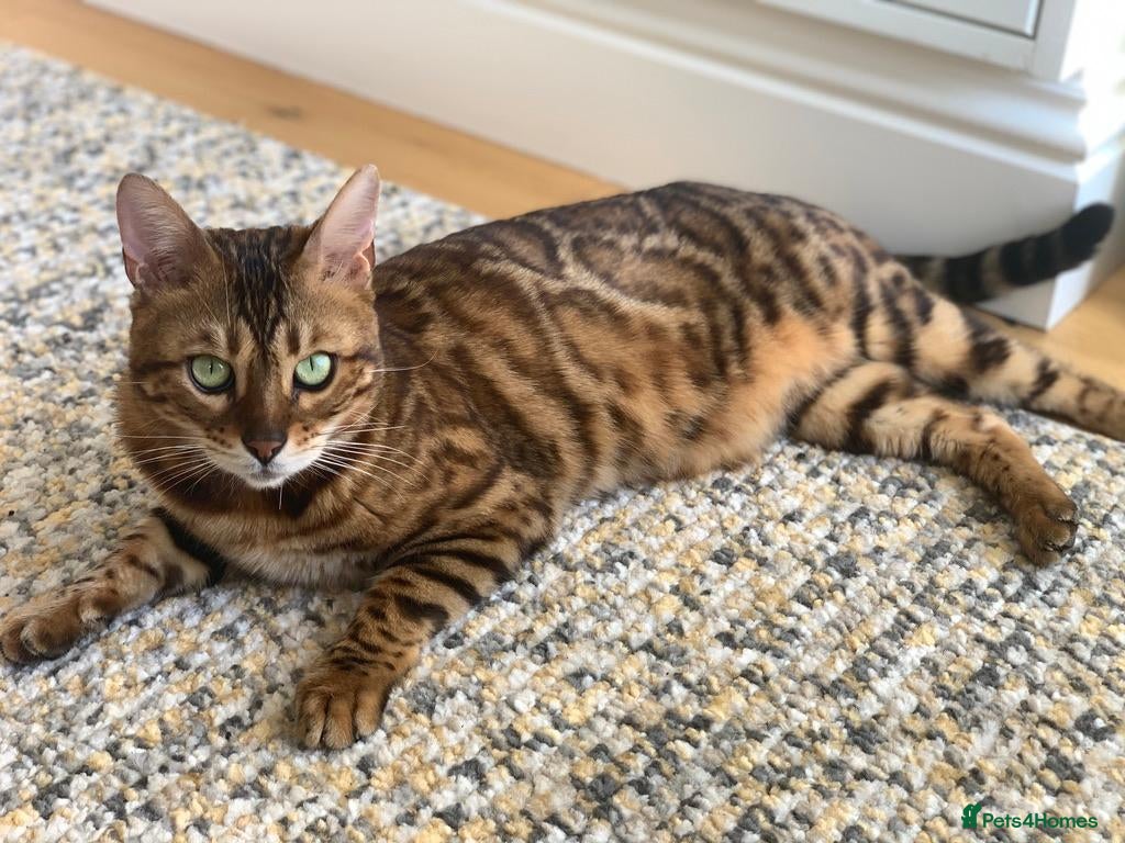 Bengal cats Fendi & Bagheera–Beautiful, Loving Bengal Pair - Advert 2