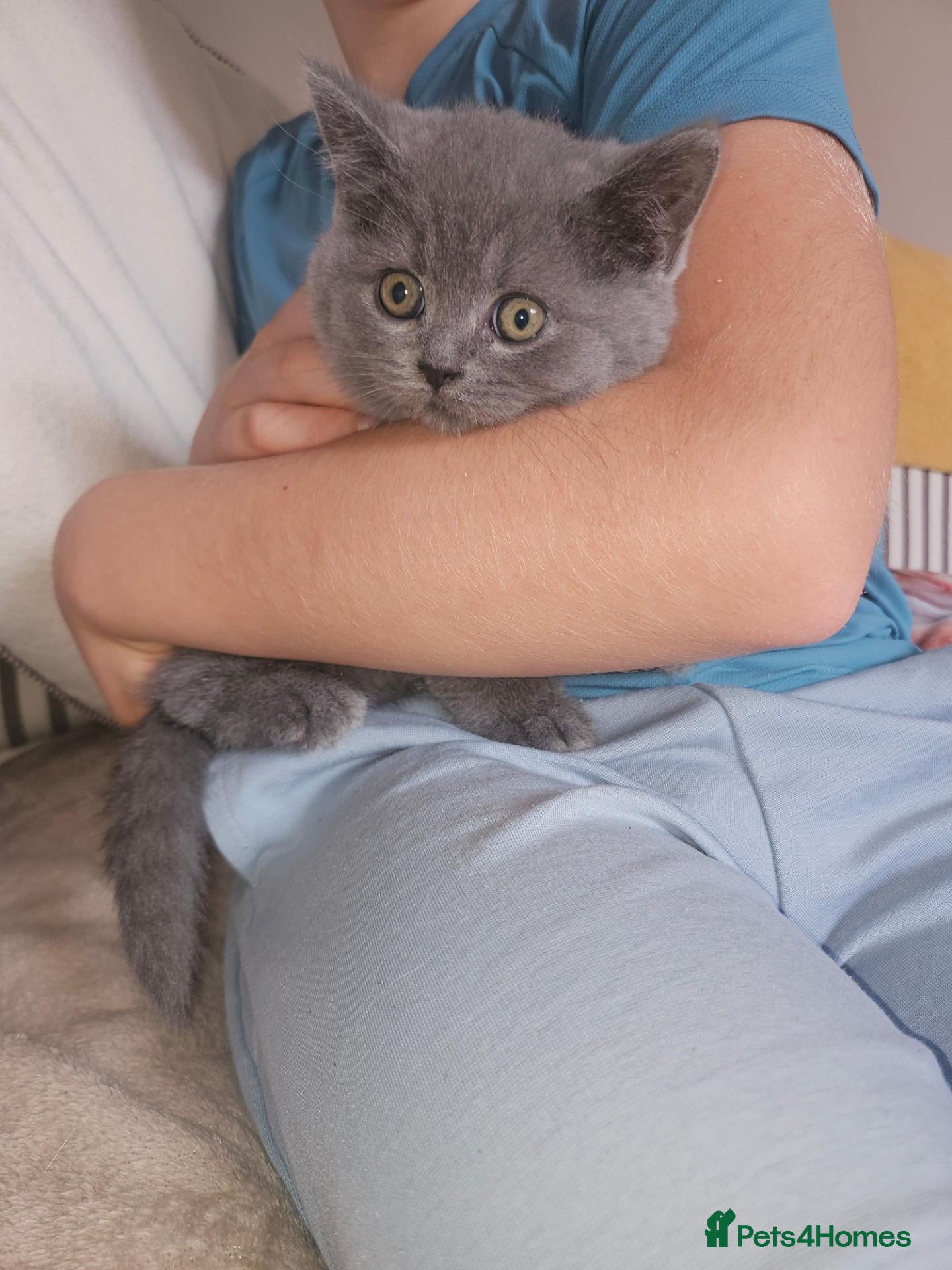 British Shorthair cats READY NOW 3 beautiful boys  - Advert 15