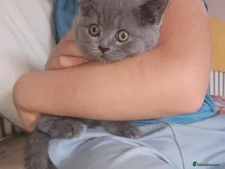 British Shorthair cats READY NOW 3 beautiful boys - Advert 15