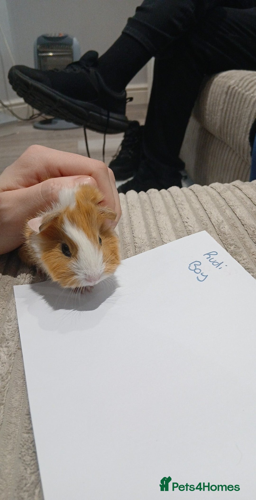 Guinea Pig rodents for sale: 8 guineapigs  - Advert 4