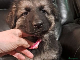 German Shepherd dogs German Shepherd pups - Advert 1