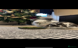 Angora rabbits for sale: Angora and mini lop bonded pair  - Image 1