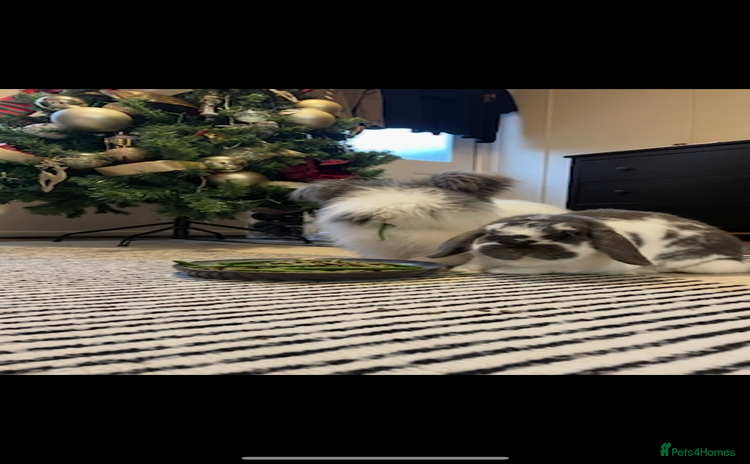 Angora rabbits - Advert 1