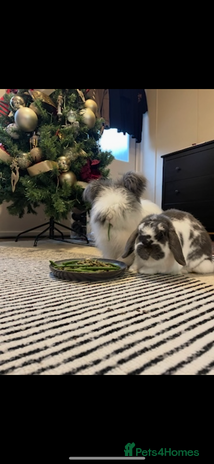 Angora rabbits - Advert 1