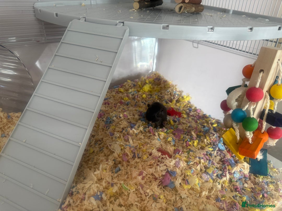 Gerbil rodents for sale: 2 female gerbils  - Image 3