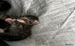 Bengal cats for sale: Bengal/Tabby - Image 2