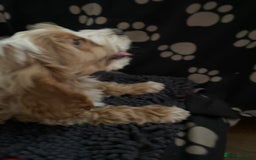 Cockapoo dogs for sale: F1 Apricot cockapoo’s boys and girls  - Image 14