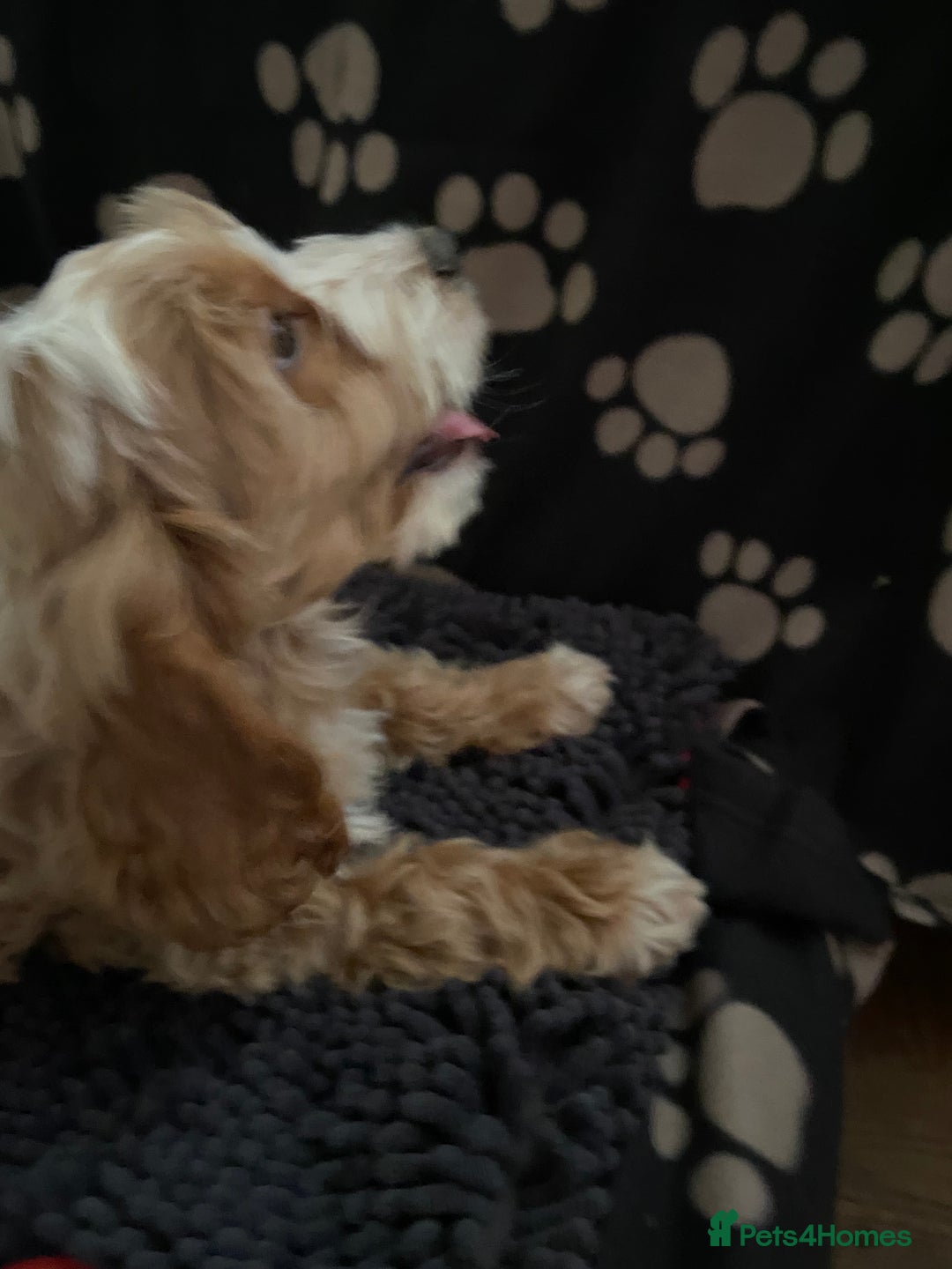 Cockapoo dogs for sale: F1 Apricot cockapoo’s boys and girls  - Image 14