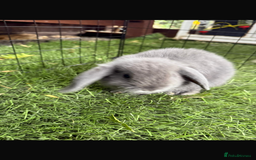 Mini Lop rabbits for sale: Beautiful mini lop bunnies - Image 3