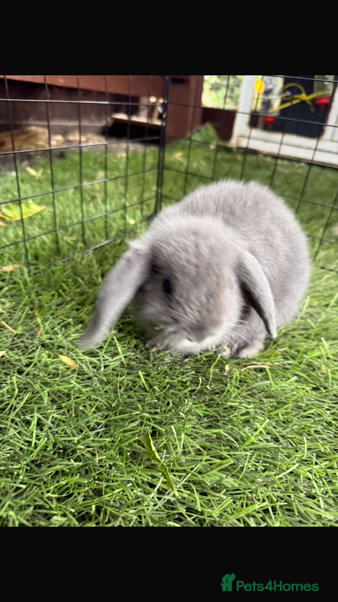 Mini Lop rabbits for sale: Beautiful mini lop bunnies - Image 3