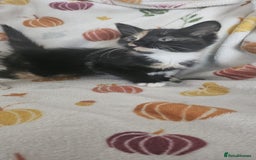 Mixed Breed cats for sale: Female kitten - Image 2