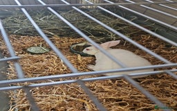 Rex rabbits for sale: Standard Rex Buck - REW. - Image 15