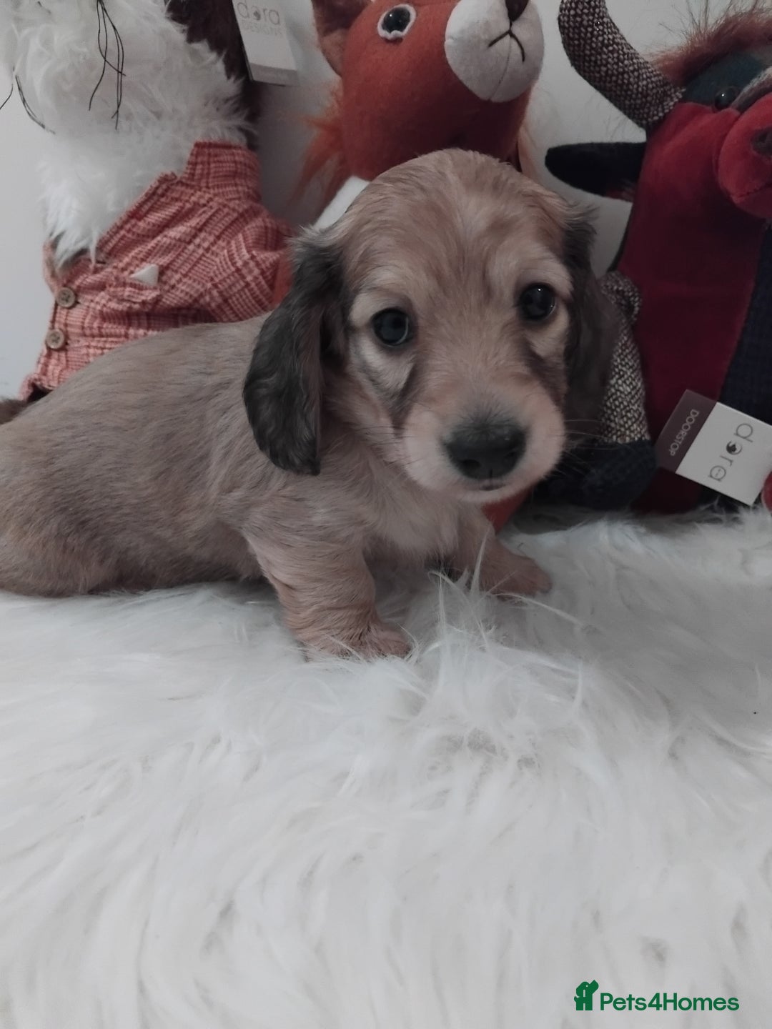 Miniature Dachshund dogs for sale: Miniture long haired dachshund puppies for sale  - Advert 1