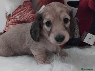 Miniature Dachshund dogs Miniture long haired dachshund puppies for sale - Advert 5