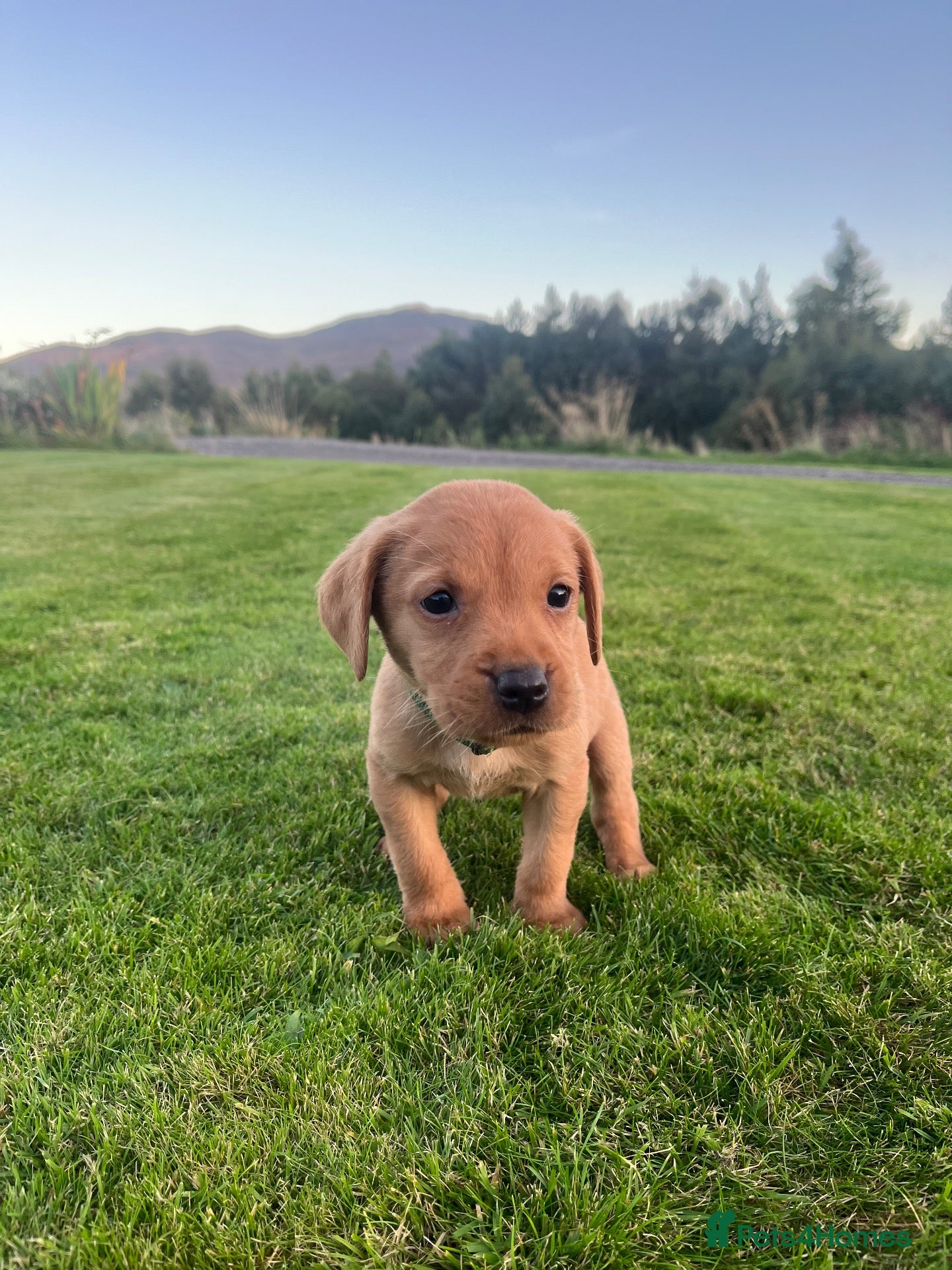 Labrador Retriever dogs Labrador Dog Pup - Advert 5