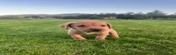 Labrador Retriever dogs for sale: Labrador Dog Pup - Advert 1
