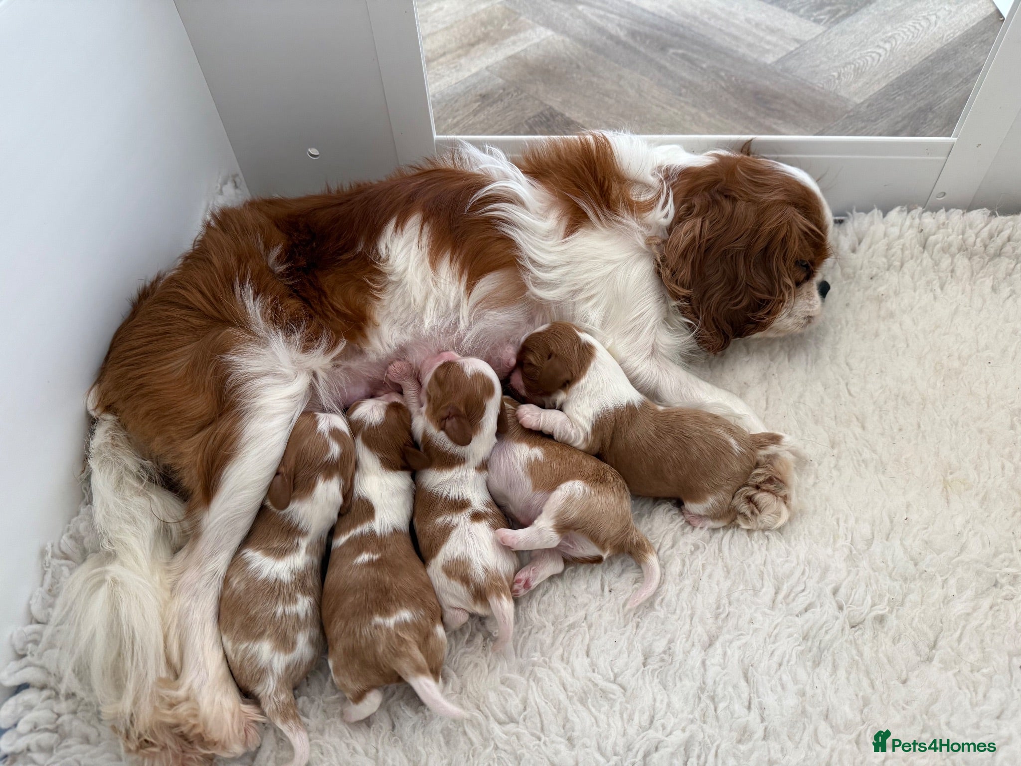 Cavalier King Charles Spaniel dogs CKCS. CC/DE, EF, PRA & BVA clear. Green Doppler  - Advert 2