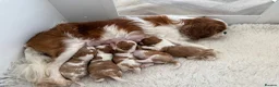 Cavalier King Charles Spaniel dogs for sale: CKCS. CC/DE, EF, PRA & BVA clear. Green Doppler  - Advert 1