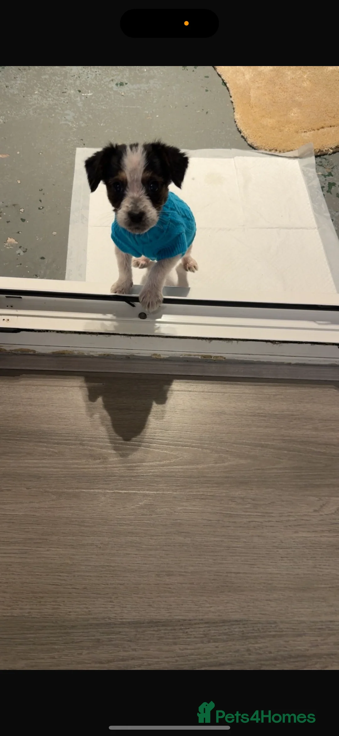 Mixed Breed dogs for sale: CockerJack for sale - Advert 2