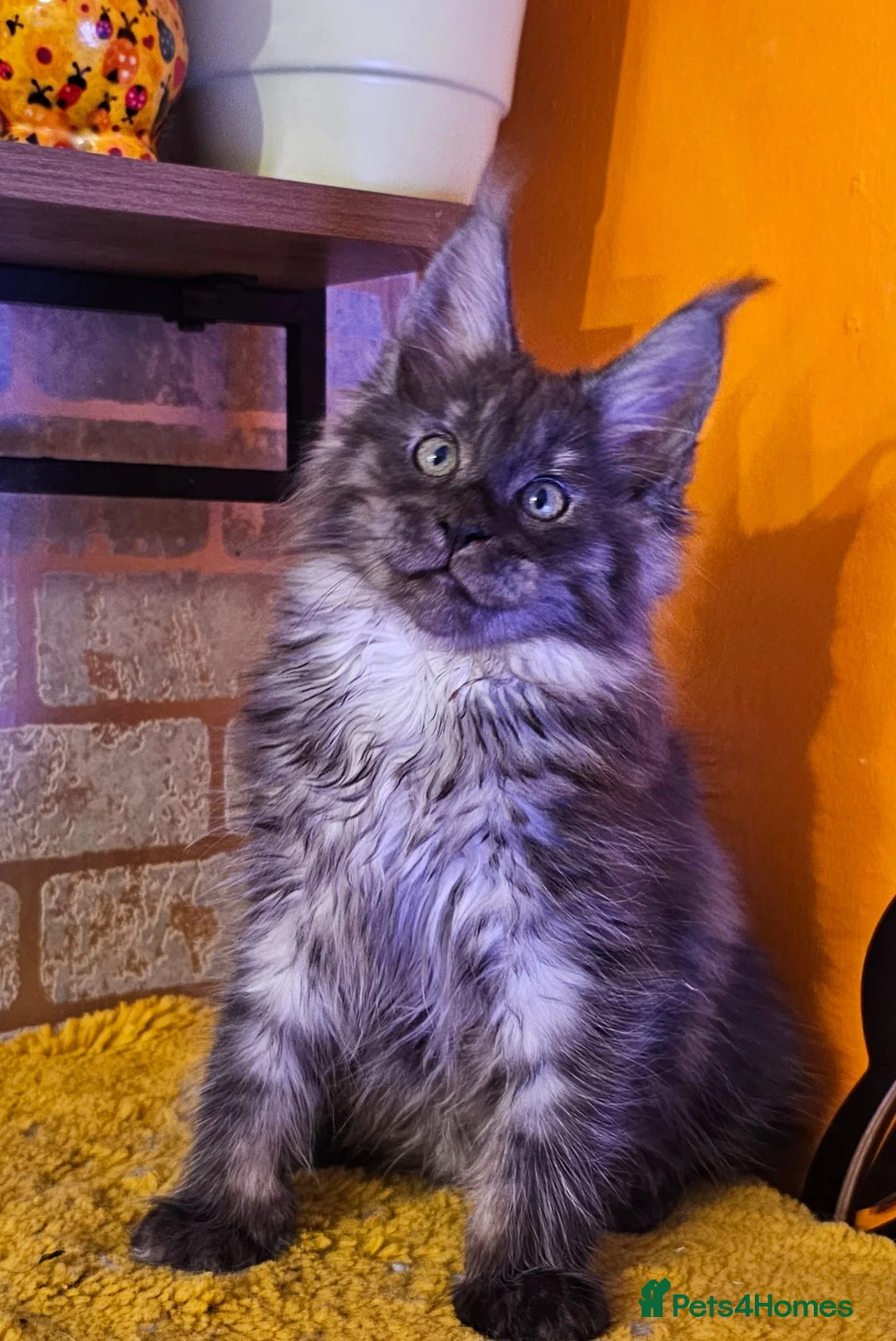 Maine Coon cats for sale: BEAUTIFUL MAINE COON KITTENS FOR SALE - Advert 21