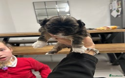 Lhasa Apso dogs for sale: Lhasa apso puppies  - Image 8