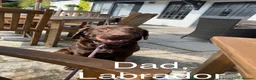 Mixed Breed dogs for sale: German Wire haired cross Labrador puppies - Advert 8