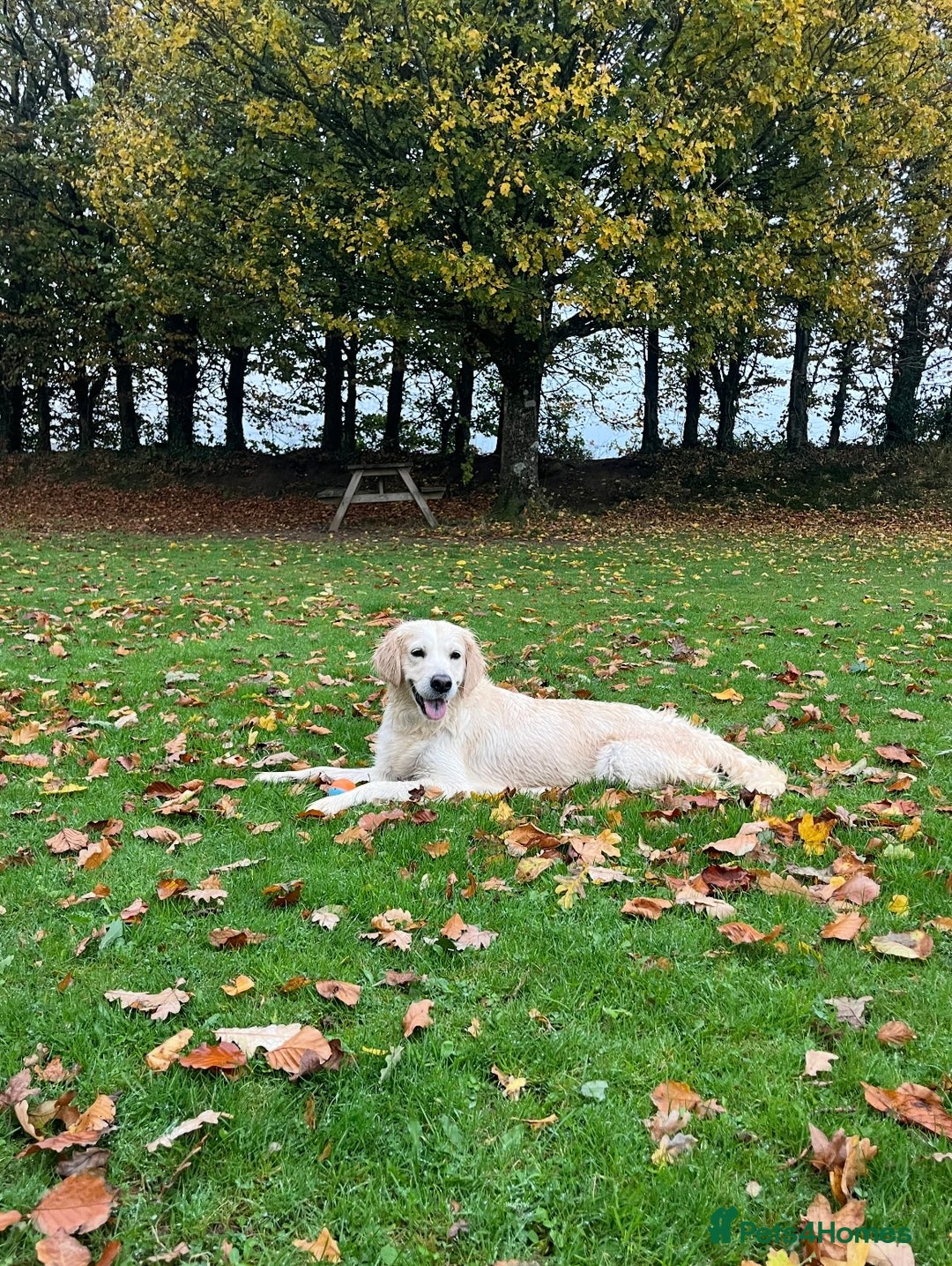 Golden Retriever dogs for sale: Gorgeous Golden Retriever for Rehoming   - Image 6