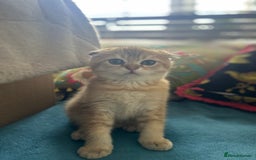Scottish Fold cats for sale: Gold Chinchilla Scottish fold baby’s  - Image 20
