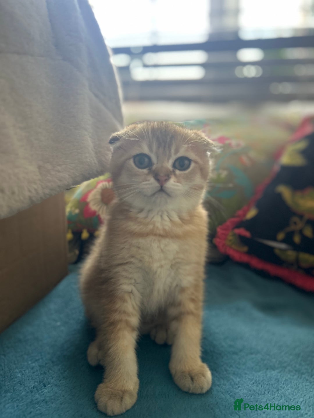Scottish Fold cats for sale: Gold Chinchilla Scottish fold baby’s  - Image 20