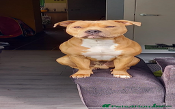 Staffordshire Bull Terrier dogs for sale: Last Two puppies left.  - Image 2