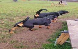 Rottweiler dogs for sale: (KC) REX & DELLAS FINAL LITTER OF QUALITY PUPS - Image 6