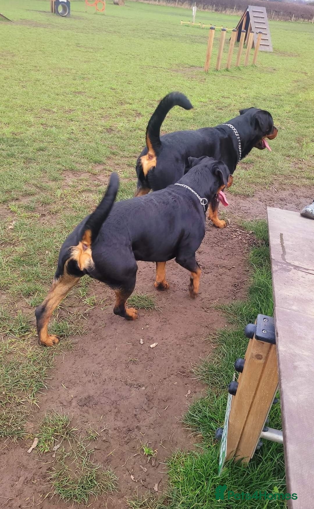 Rottweiler dogs for sale: (KC) REX & DELLAS FINAL LITTER OF QUALITY PUPS - Image 6