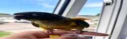 Conures birds for sale: Mr meto - Advert 5