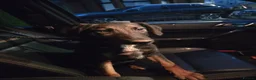 Mixed Breed dogs for sale: Small Pup for Rehoming - Advert 3