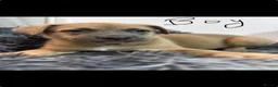 Mixed Breed dogs for sale: Adorable puppies - Advert 7