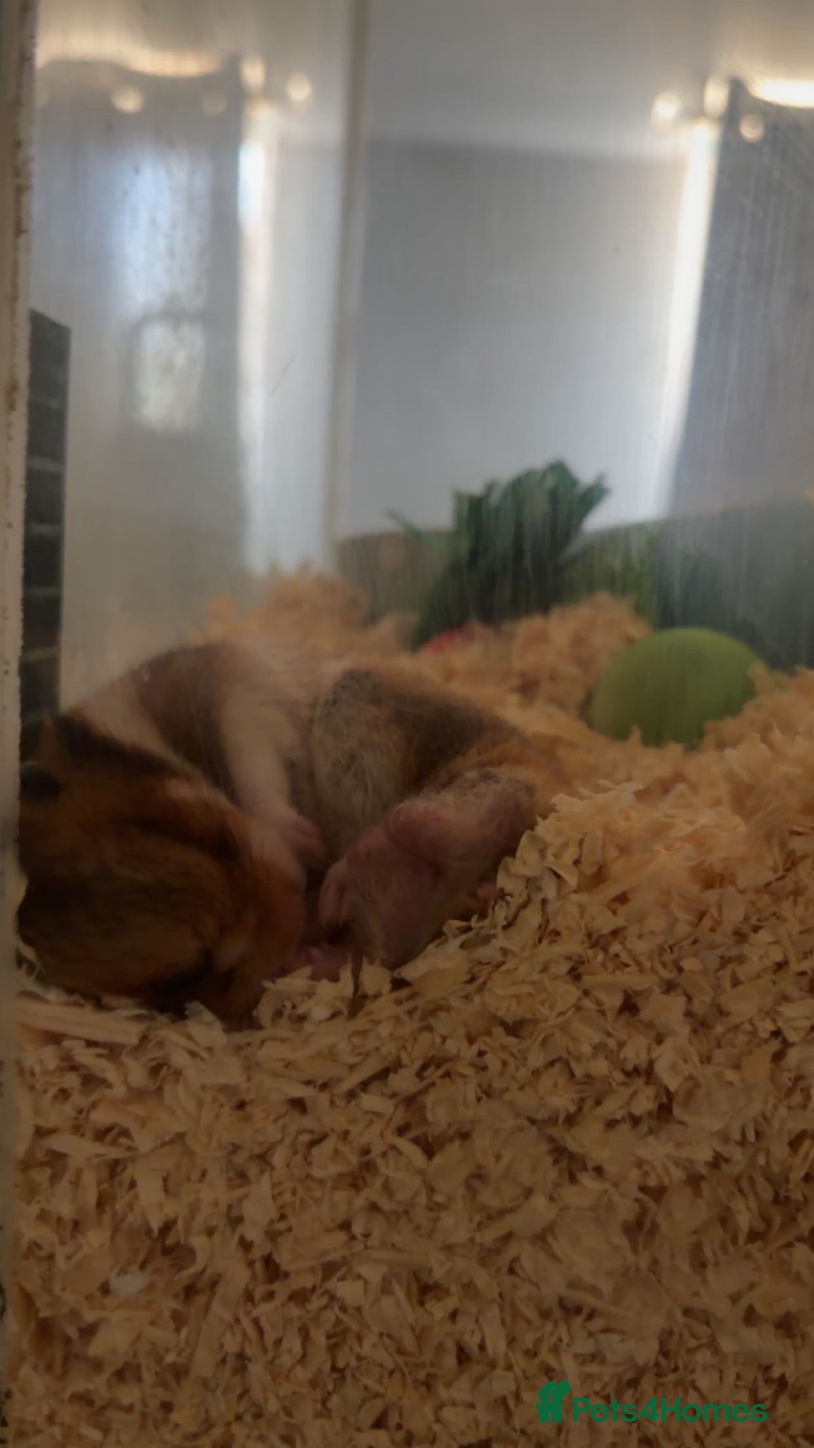 Hamster rodents Puzzle the hamster  - Advert 13