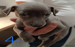 Whippet dogs for sale: Beautiful litter of Whippets - Image 9