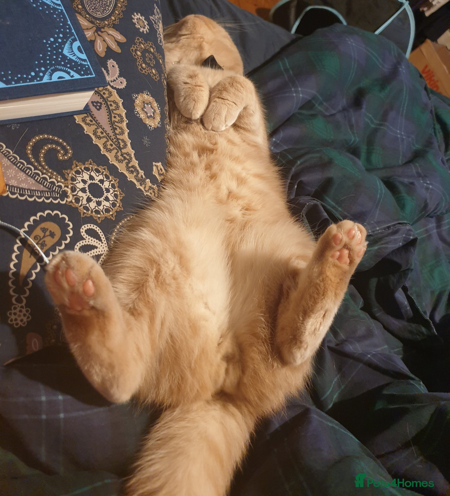 British Shorthair cats for sale: Adorable Cream British Shorthair Lad - Advert 4