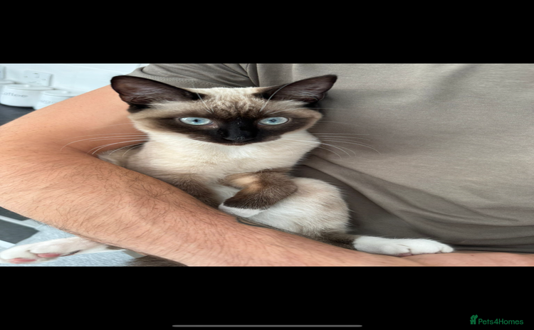 Siamese cats - Advert 1