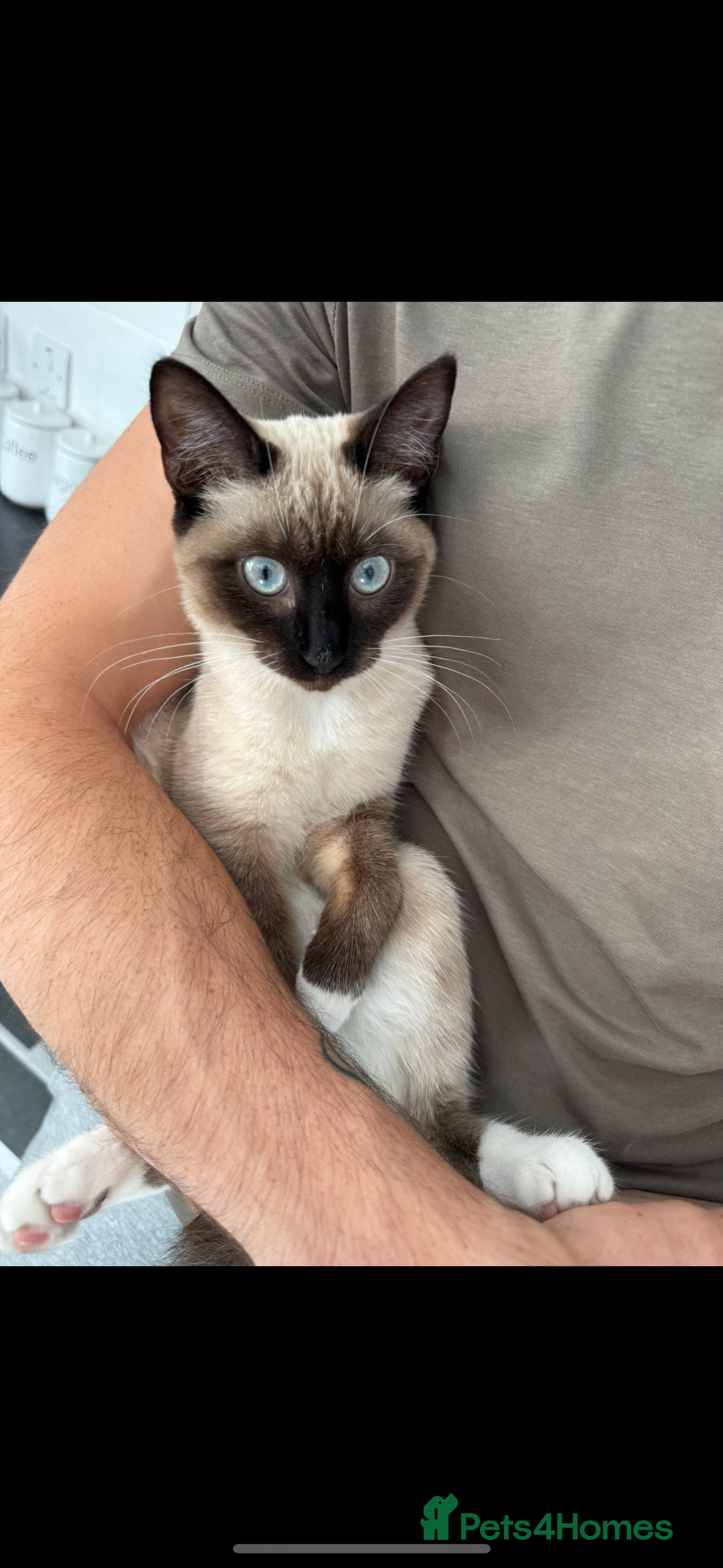 Siamese cats for sale: ASAP - Beautiful Siamese to go to a quiet home  - Image 1